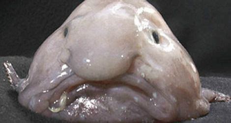 Their muscles are minimal too, which helps them survive in the crushing pressure of the deep underwater habitats where they are found. In Defense of the Blobfish: Why the "World's Ugliest ...