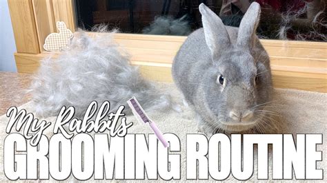 What is grooming in child sexual abuse? My Rabbit's Grooming Routine - YouTube