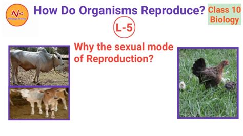 Why The Sexual Mode Of Reproduction How Do Organisms Reproduce