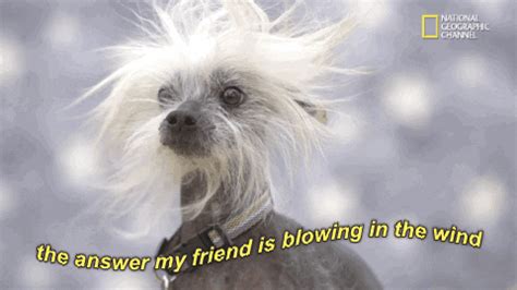 Yes, 'n' how many times must the cannon balls fly before they're forever banned? Chinese Crested Dog Blowing In The Wind GIF by chuber ...