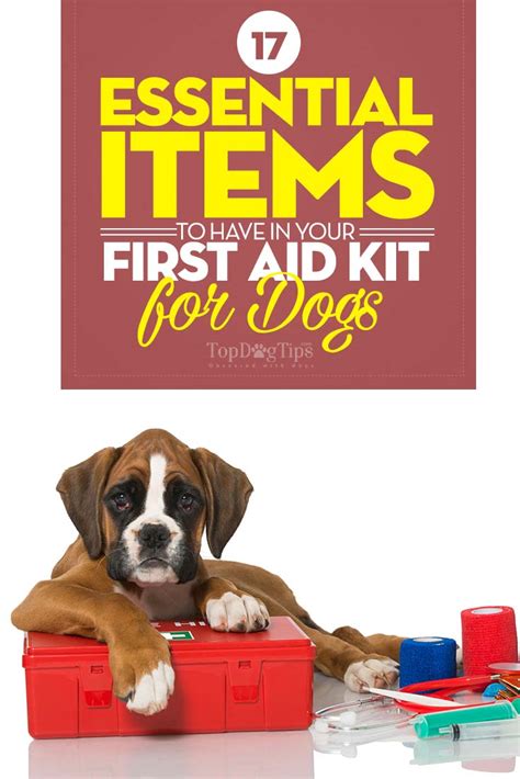17 Essential Items For First Aid Kit For Dogs