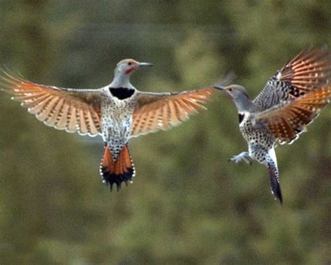 Find over 100+ of the best free flicker images. Northern Flicker | Audubon Field Guide