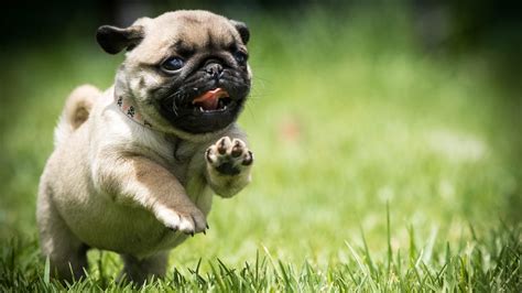 Pug Puppies Wallpaper 61 Images