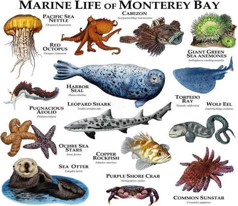 Types Of Animals Animals Of The World Animals And Pets Underwater