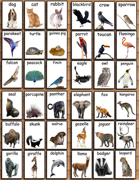 6 Best Images Of Free Printable Animal Flash Cards Zo