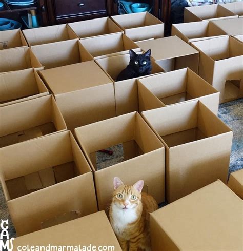 Mikeliveiras Space A Cat Maze Made Out Of 50 Moving Boxes