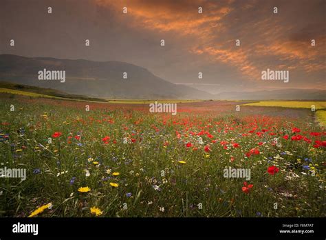 Poppy And Wildflower Meadow At Sunrise Castelluccio Di Norcia Umbria