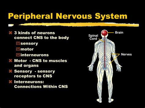 Ppt The Nervous System Powerpoint Presentation Free Download Id70577