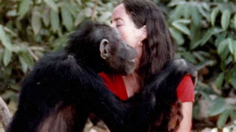 The Tragic Story Of Lucy The Chimp