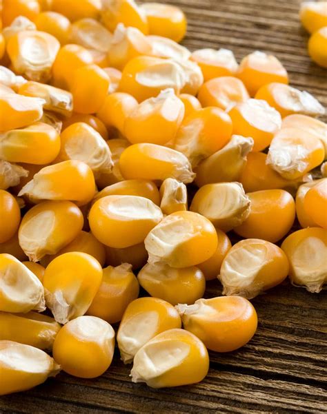 Bulk Gourmet Popcorn Kernel And Popcorn Seed Supplies For Popcorn Machines