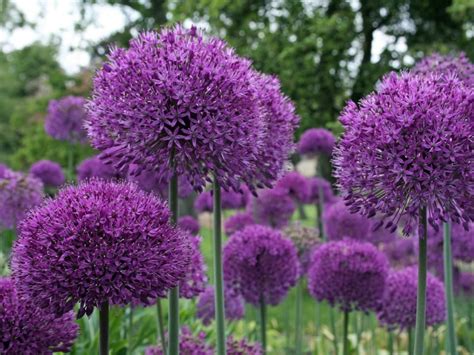 The Deep Purple Spherical Flower Heads Of The Allium ‘purple Sensation