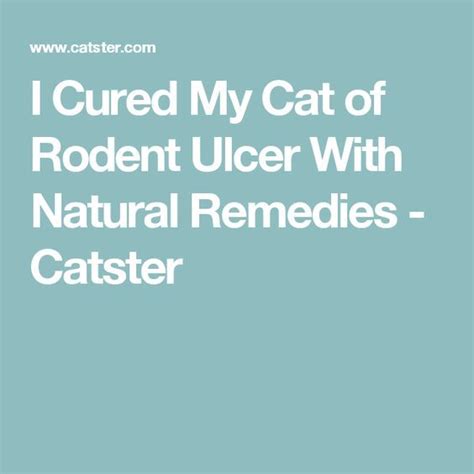 I Cured My Cat Of Rodent Ulcer With Natural Remedies Catster Ulcers