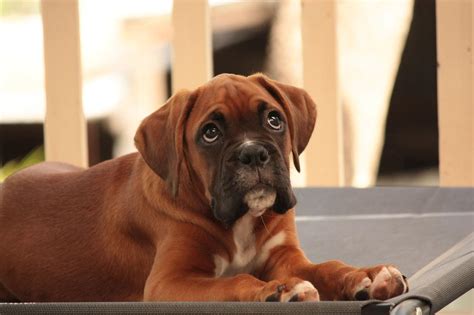 The Miniature Boxer The Pros And Cons Of This Cute But Controversial