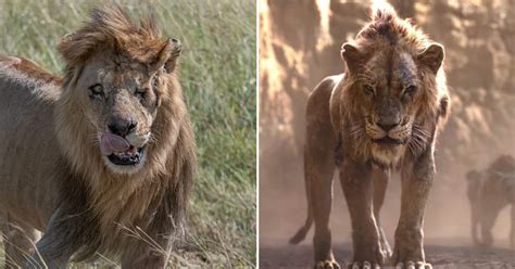 How Did They Film The Animals In Lion King