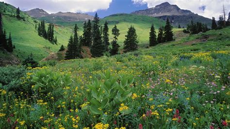 Mountains Landscapes Nature Colorado Meadows Wildflowers