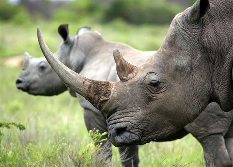 Rhino Horn Consumers Reveal Why A Legal Trade Alone Wont Save Rhinos