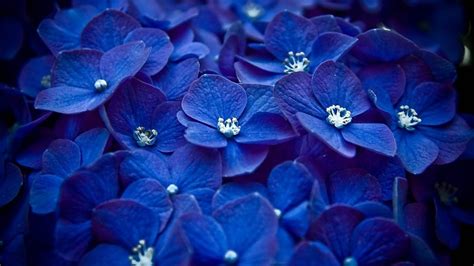 26 Blue Flower Wallpapers Wallpaperboat