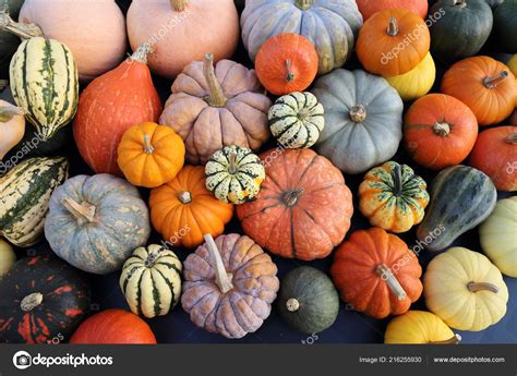 Pictures Different Types Of Squash Collection Pumpkins Squash