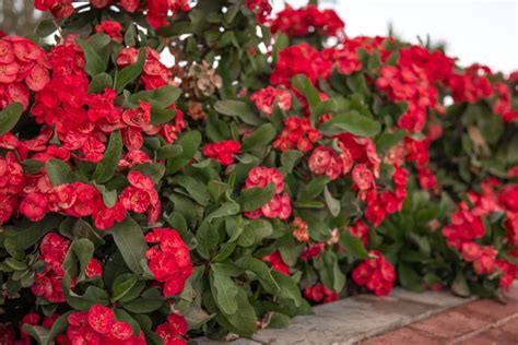 How To Grow And Care For The Crown Of Thorns In Pots