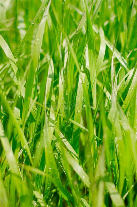 Fresh Green Grass After The Rain Stock Photo Image Of Water Vertical