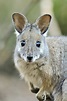 Free photo: Wallabies - Animals, Australia, Fur - Free Download - Jooinn