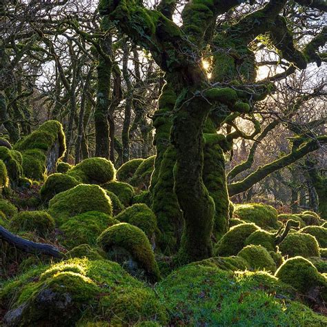 Atlas Obscura On Instagram “welcome To Black A Tor Copse In Dartmoor