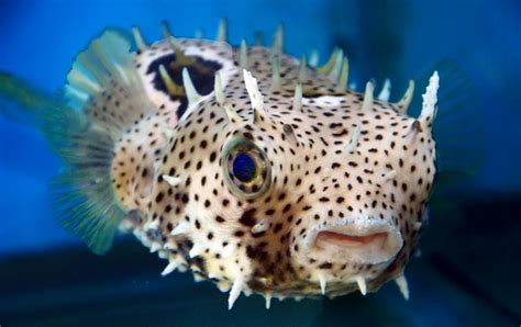 Puffers Are Awesome Coral Aquarium Reef Tank Fish Finder