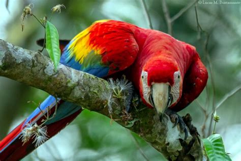 Amazon Wildlife Tour Peru´s Wildlife And Rainforest At Tambopata Reserve