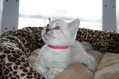 Please click refresh to see my latest photos. NEW - EXOTIC F6 BENGAL SNOW LYNX KITTEN, OH, COLUMBUS, KY ...
