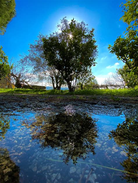 500 Tree Reflection Pictures Download Free Images On Unsplash