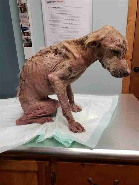 Dog With Severe Mange Makes Remarkable Recovery In Texas The Dodo