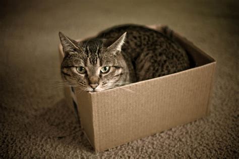 Cute Pictures Of Cats In Boxes