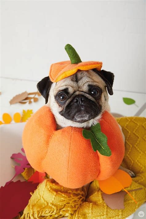 Dog Costumes Making Halloween Fun For Your Fur Baby Dog Costumes
