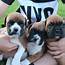 Boxer Dog Puppies Available  2 Months Old In PENRITH NSW 2750