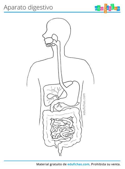 Dibujo De Sistema Digestivo Para Colorear Fec