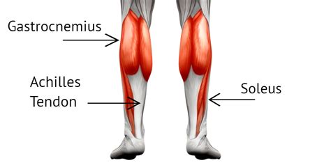 Leg Muscle Diagram Calf Anatomy Calf Muscles Medicalanatomy