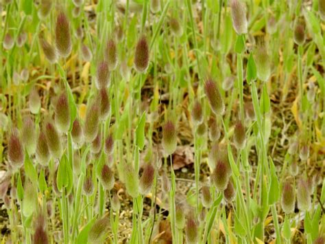 Bunnytail Grass A Flower Expected Everywhere