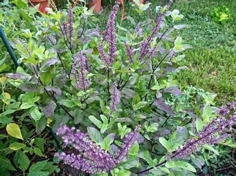 Tulsi Holy Basil The Queen Of All Herbs Medicinal Foods