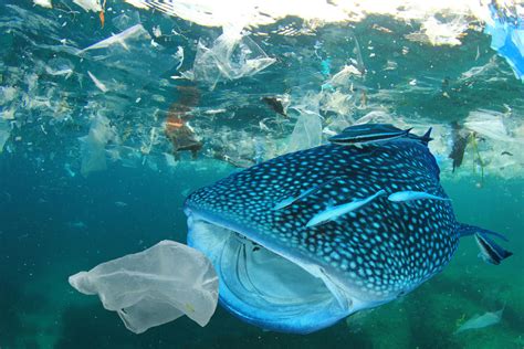 Plastic Contamination Of The Ocean Is Irreversible Warns Wwf Wwf