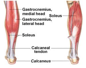 The achilles tendon is the large tendon connecting the two major calf achilles tendinitis is characterized by dull or sharp pain anywhere along the back of the tendon but usually close to the heel. Rehabilitation of soleus muscle injuries in distance runners