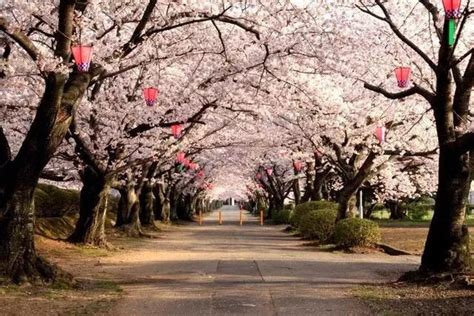 樱花何时开？2019年日本新鲜“樱前线”开花时间表 知乎