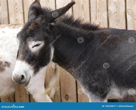 A Portrait Of A Grey Pretty Donkey Stock Image Image Of Pretty