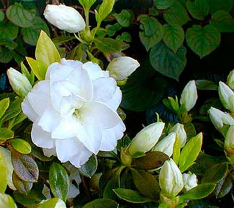 Azalea Japonica White Rosebud Fleur