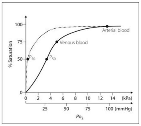 Oxygen Haemoglobin Dissociation Curve Flashcards Quizlet