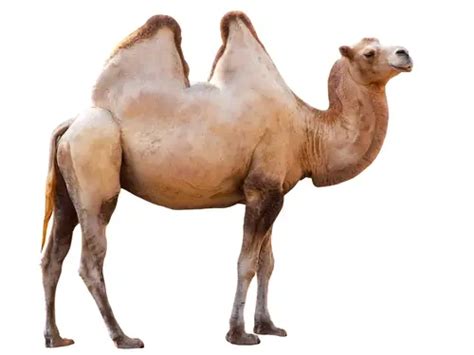 Corcova Do Camelo Para Que Serve Mundo Ecologia