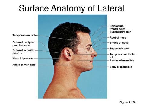 Surface Anatomy Of Head