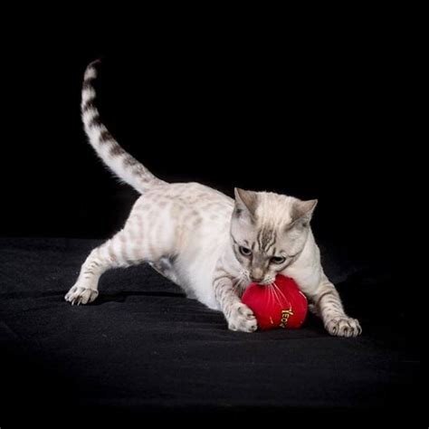 Bengal kitten, bengal cat health issues, best bengal kitten breeders, bengal health guarantee, bengal cattery, cattery, bengal, bengal. White Bengal Cat For Sale Near Me