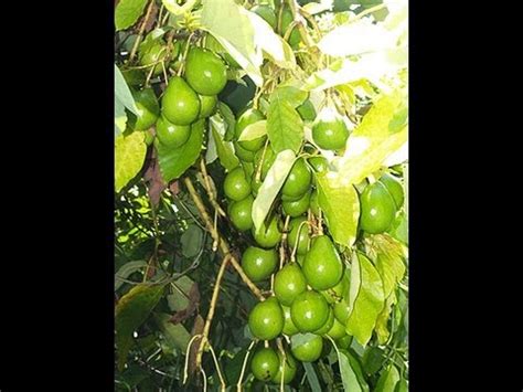 How to plant an avocado seed. Top working Avocado Tree pruning and propagating - YouTube