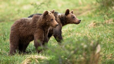 Premium Photo Two Cute Brown Bear Cubs Walking On A Meadow With Green