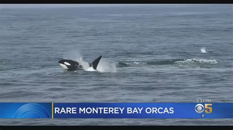 Killer Whale Pod Appears In Monterey Bay Youtube